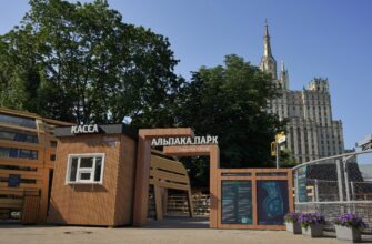 Альпака Парк в Московском зоопарке — уникальный контакт с редкими животными