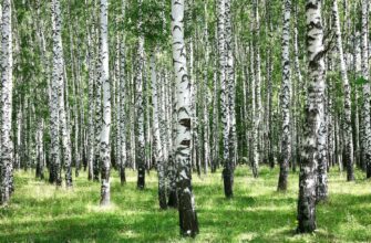 Березовая роща в Казани: зеленый оазис для прогулок и отдыха
