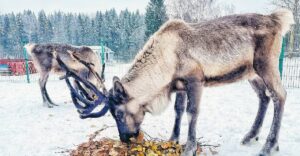 Интерактивная ферма «ЦЫПАрк» в Истре — семейный отдых и развлечения