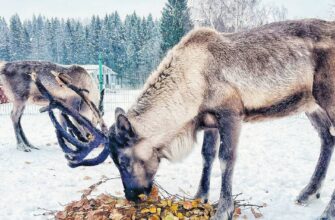 Интерактивная ферма «ЦЫПАрк» в Истре — семейный отдых и развлечения