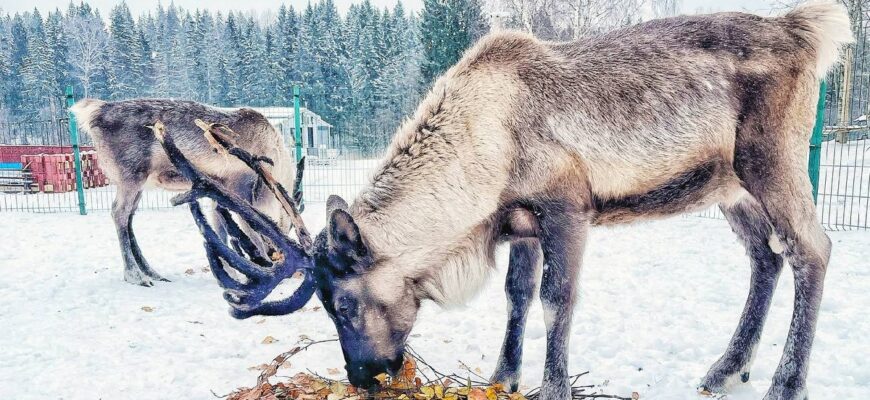 Интерактивная ферма «ЦЫПАрк»