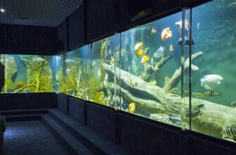 Казанский океанариум: уникальная морская сказка в Казани