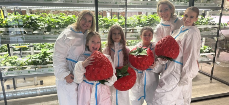Клубничная ферма в Санкт-Петербурге «City Ferma»