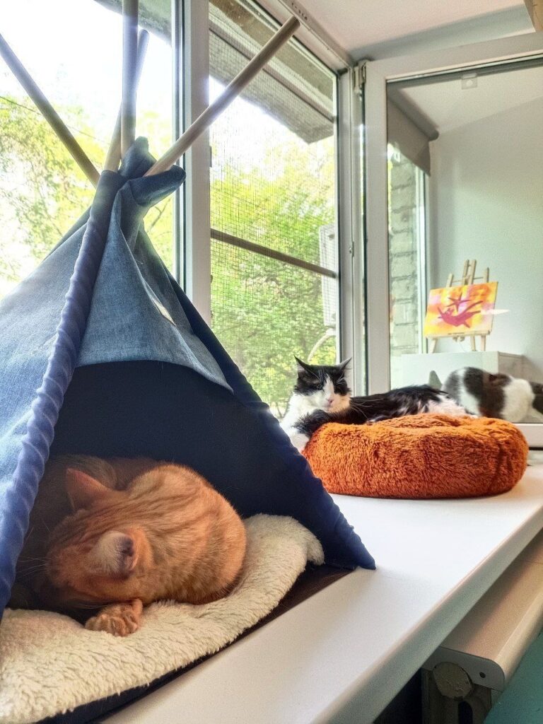 Котокафе «Больше шерсти»
