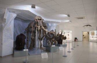 Музей природы в Новосибирске: откройте для себя сибирскую природу