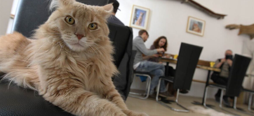 Музей «Республика котов и кошек»