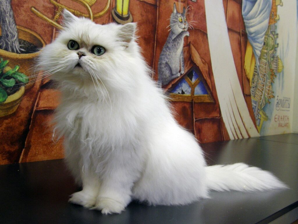 Музей «Республика котов и кошек»