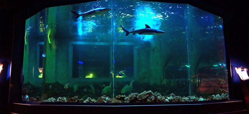 Океанариум Ocean Park