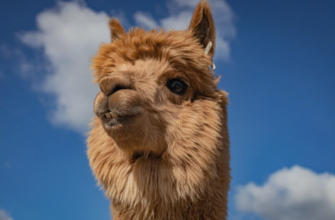 Парк альпак «Пача Мама» — уникальное место для отдыха в Санкт-Петербурге
