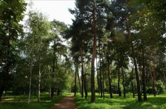 Парк «Березовая роща» — зеленый оазис с богатой растительностью в Москве