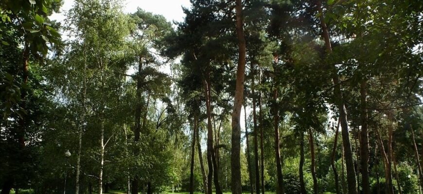 Парк «Березовая роща»