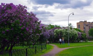 Парк «Сиреневый сад» — фото 6