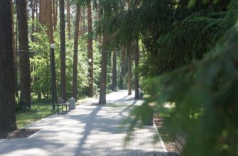 Парк «Сосновый бор» в Новосибирске: оазис природы для всех