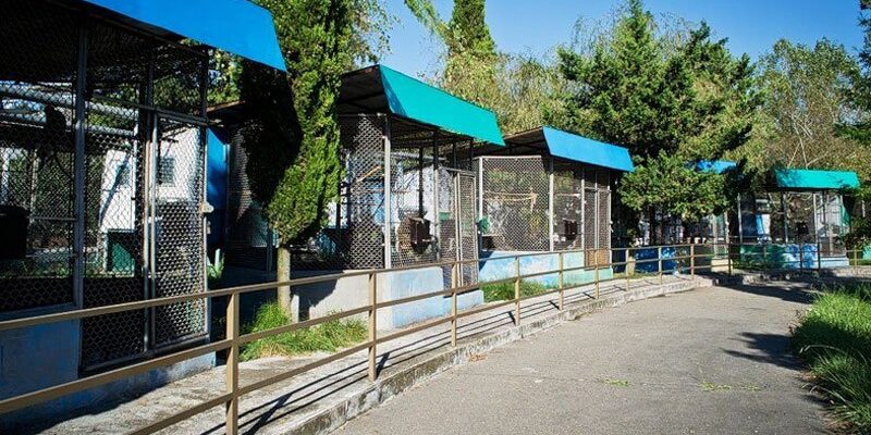 Питомник обезьян