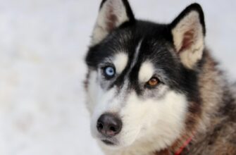 Полярный уголок Подмосковья: олени, хаски и Святая Угреша