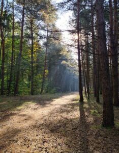 Серебрянный бор — фото 3