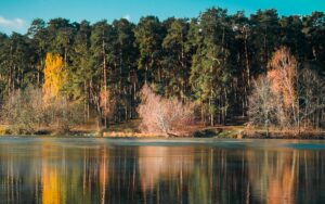 Серебрянный бор — фото 6