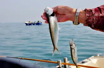 В мини-группе — на морскую рыбалку с пикником на борту