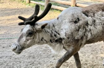 Лучшие впечатления от Карелии: крепость, водопады, хаски и музей в скале