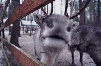 Из Петербурга на север: к финскому хутору и Арктической деревне