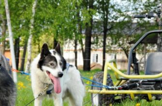 В гости к чукотским ездовым и аляскинским хаски