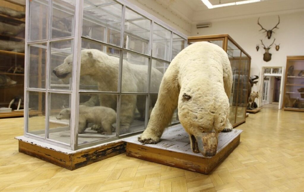 Зоологический музей им. Э.А.Эверсмана